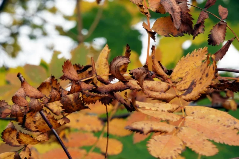 Das Sterben der Blätter