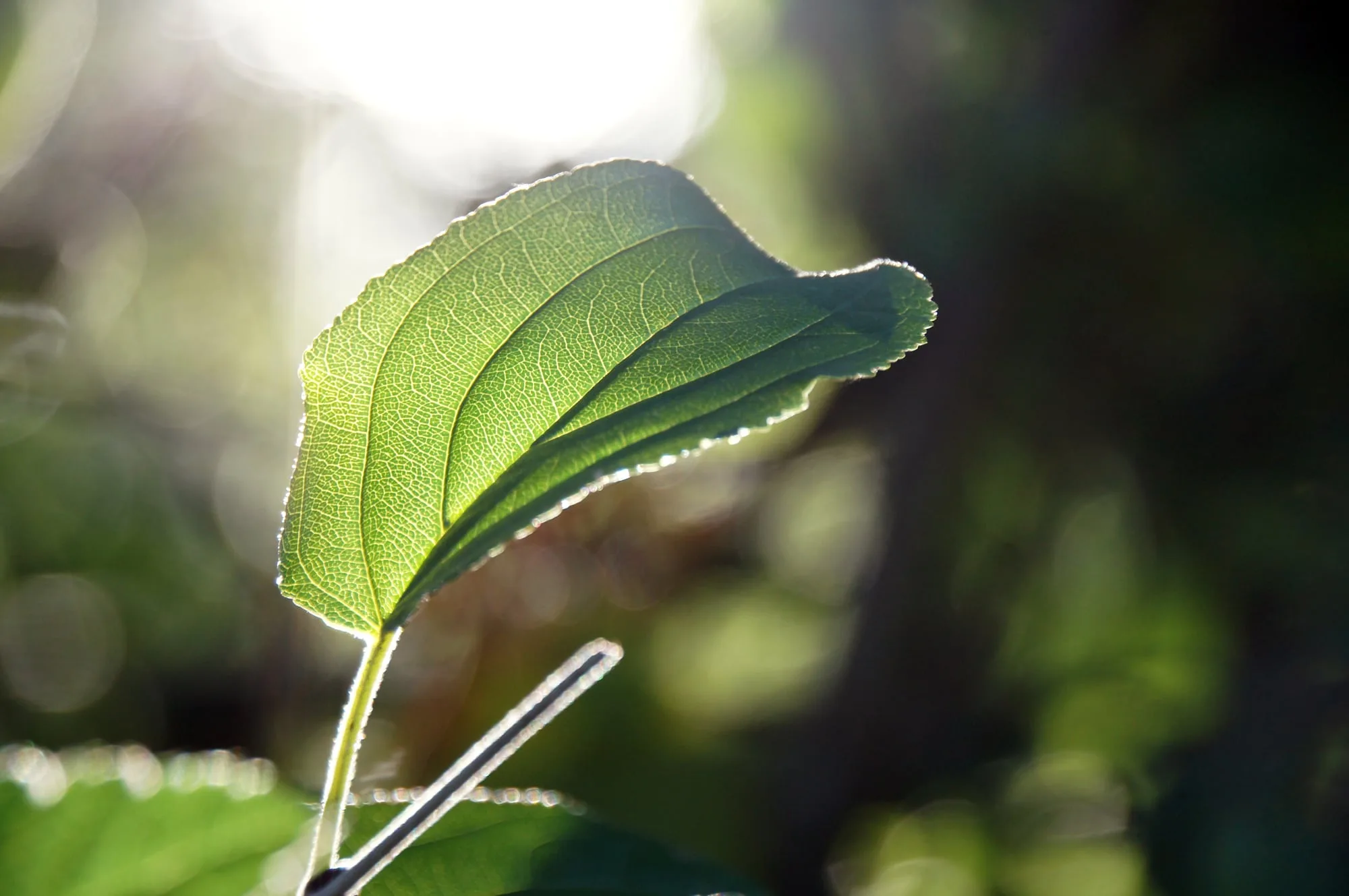 Jede Faser des Blattes 2.